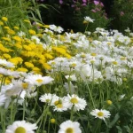 Wykonanie projektu ogrodu